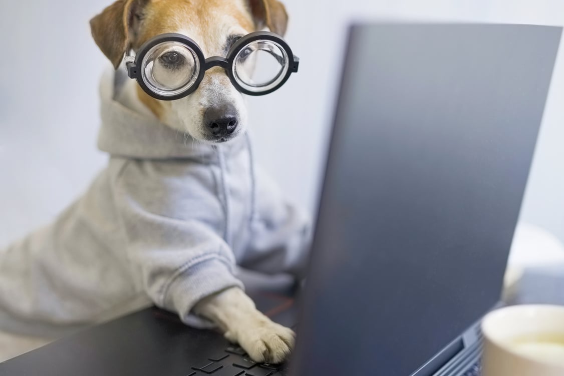 Smart dog in glasses working with computer.